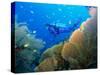 Underwater Diver Swimming Above Reef, with Orange Sea Fan, Similan Island, Thailand, Asia-Louise Murray-Stretched Canvas