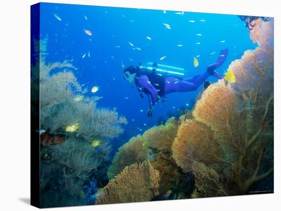 Underwater Diver Swimming Above Reef, with Orange Sea Fan, Similan Island, Thailand, Asia-Louise Murray-Stretched Canvas