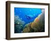 Underwater Diver Swimming Above Reef, with Orange Sea Fan, Similan Island, Thailand, Asia-Louise Murray-Framed Photographic Print