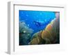 Underwater Diver Swimming Above Reef, with Orange Sea Fan, Similan Island, Thailand, Asia-Louise Murray-Framed Photographic Print