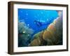 Underwater Diver Swimming Above Reef, with Orange Sea Fan, Similan Island, Thailand, Asia-Louise Murray-Framed Photographic Print