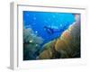 Underwater Diver Swimming Above Reef, with Orange Sea Fan, Similan Island, Thailand, Asia-Louise Murray-Framed Photographic Print