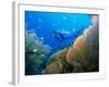 Underwater Diver Swimming Above Reef, with Orange Sea Fan, Similan Island, Thailand, Asia-Louise Murray-Framed Photographic Print