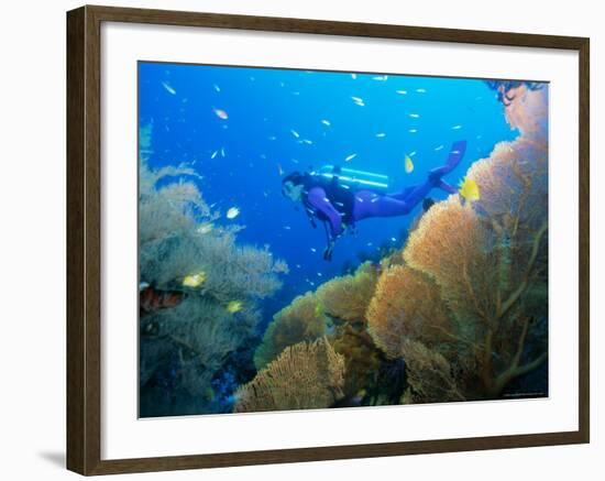 Underwater Diver Swimming Above Reef, with Orange Sea Fan, Similan Island, Thailand, Asia-Louise Murray-Framed Photographic Print