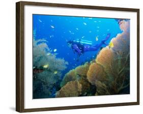 Underwater Diver Swimming Above Reef, with Orange Sea Fan, Similan Island, Thailand, Asia-Louise Murray-Framed Photographic Print