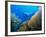 Underwater Diver Swimming Above Reef, with Orange Sea Fan, Similan Island, Thailand, Asia-Louise Murray-Framed Photographic Print