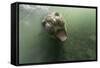 Underwater Elephant Seal, Antarctica-Paul Souders-Framed Stretched Canvas