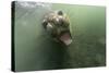 Underwater Elephant Seal, Antarctica-Paul Souders-Stretched Canvas