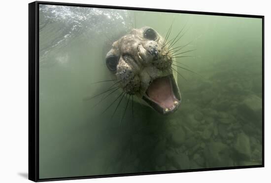 Underwater Elephant Seal, Antarctica-Paul Souders-Framed Stretched Canvas