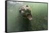 Underwater Elephant Seal, Antarctica-Paul Souders-Framed Stretched Canvas