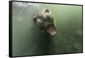 Underwater Elephant Seal, Antarctica-Paul Souders-Framed Stretched Canvas