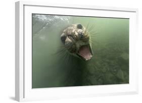 Underwater Elephant Seal, Antarctica-Paul Souders-Framed Photographic Print