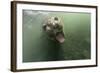 Underwater Elephant Seal, Antarctica-Paul Souders-Framed Photographic Print