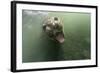 Underwater Elephant Seal, Antarctica-Paul Souders-Framed Photographic Print