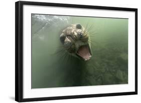 Underwater Elephant Seal, Antarctica-Paul Souders-Framed Photographic Print