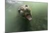 Underwater Elephant Seal, Antarctica-Paul Souders-Mounted Photographic Print