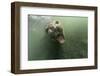 Underwater Elephant Seal, Antarctica-Paul Souders-Framed Photographic Print
