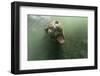 Underwater Elephant Seal, Antarctica-Paul Souders-Framed Photographic Print