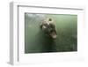 Underwater Elephant Seal, Antarctica-Paul Souders-Framed Photographic Print