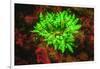 Underwater fluorescence emitted and photographed using special barrier filter. Branching Anemone, A-Stuart Westmorland-Framed Photographic Print