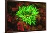 Underwater fluorescence emitted and photographed using special barrier filter. Branching Anemone, A-Stuart Westmorland-Framed Photographic Print