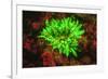 Underwater fluorescence emitted and photographed using special barrier filter. Branching Anemone, A-Stuart Westmorland-Framed Photographic Print