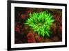 Underwater fluorescence emitted and photographed using special barrier filter. Branching Anemone, A-Stuart Westmorland-Framed Photographic Print