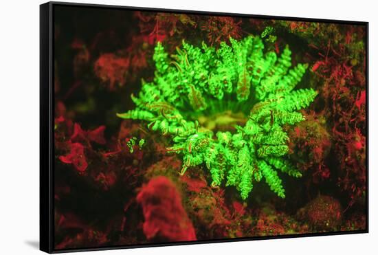 Underwater fluorescence emitted and photographed using special barrier filter. Branching Anemone, A-Stuart Westmorland-Framed Stretched Canvas