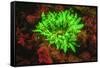 Underwater fluorescence emitted and photographed using special barrier filter. Branching Anemone, A-Stuart Westmorland-Framed Stretched Canvas