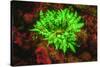 Underwater fluorescence emitted and photographed using special barrier filter. Branching Anemone, A-Stuart Westmorland-Stretched Canvas