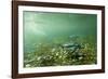 Underwater Gentoo Penguins, Antarctica-Paul Souders-Framed Photographic Print