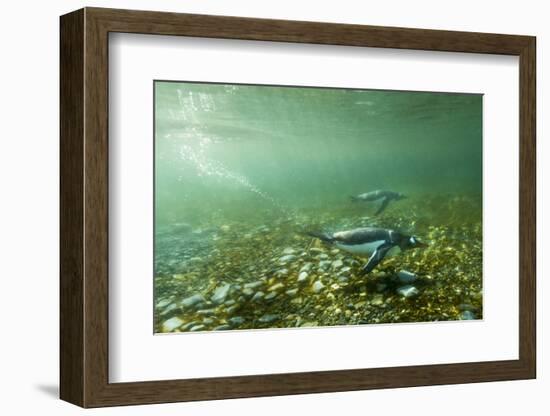 Underwater Gentoo Penguins, Antarctica-Paul Souders-Framed Photographic Print