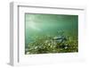 Underwater Gentoo Penguins, Antarctica-Paul Souders-Framed Photographic Print