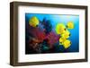 Underwater Image of Coral Reef and School of Masked Butterfly Fish-frantisekhojdysz-Framed Photographic Print