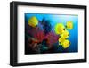 Underwater Image of Coral Reef and School of Masked Butterfly Fish-frantisekhojdysz-Framed Photographic Print