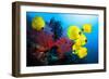 Underwater Image of Coral Reef and School of Masked Butterfly Fish-frantisekhojdysz-Framed Photographic Print