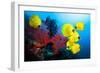 Underwater Image of Coral Reef and School of Masked Butterfly Fish-frantisekhojdysz-Framed Photographic Print