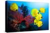 Underwater Image of Coral Reef and School of Masked Butterfly Fish-frantisekhojdysz-Stretched Canvas