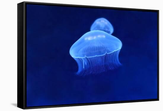 Underwater Image of Jellyfish-mirceab-Framed Stretched Canvas