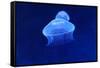 Underwater Image of Jellyfish-mirceab-Framed Stretched Canvas