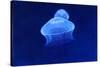 Underwater Image of Jellyfish-mirceab-Stretched Canvas