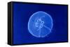 Underwater Image of Jellyfish-mirceab-Framed Stretched Canvas