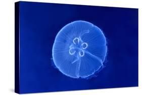 Underwater Image of Jellyfish-mirceab-Stretched Canvas