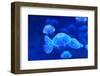 Underwater Image of Jellyfish-mirceab-Framed Photographic Print