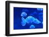 Underwater Image of Jellyfish-mirceab-Framed Photographic Print