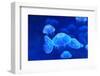 Underwater Image of Jellyfish-mirceab-Framed Photographic Print