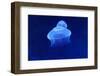 Underwater Image of Jellyfish-mirceab-Framed Photographic Print