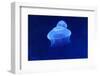 Underwater Image of Jellyfish-mirceab-Framed Photographic Print