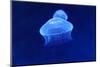 Underwater Image of Jellyfish-mirceab-Mounted Photographic Print