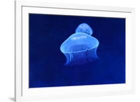 Underwater Image of Jellyfish-mirceab-Framed Photographic Print